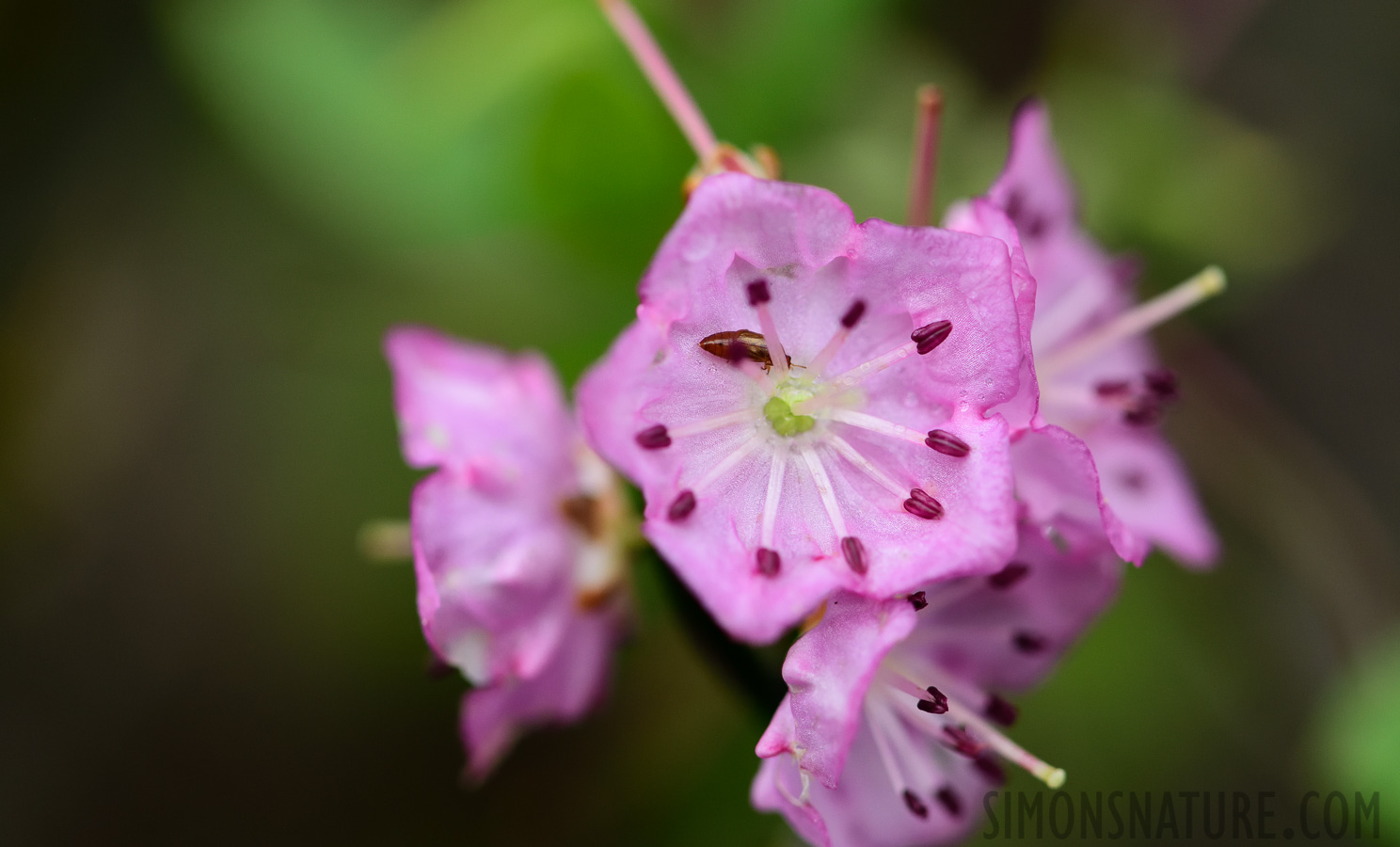 [105 mm, 1/500 sec at f / 7.1, ISO 1000]